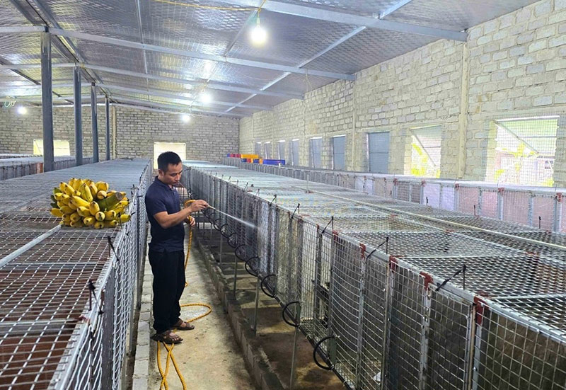 bí quyết nuôi chồn hương