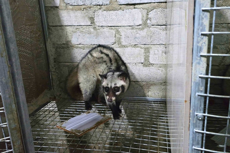 bí quyết nuôi chồn hương