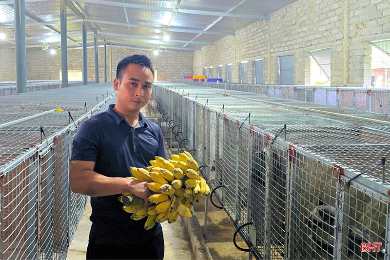 bí quyết nuôi chồn hương