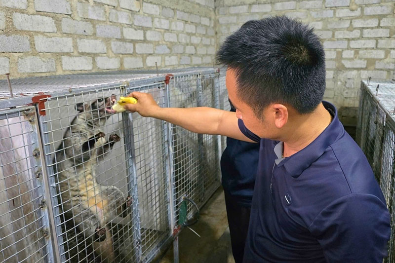 bí quyết nuôi chồn hương