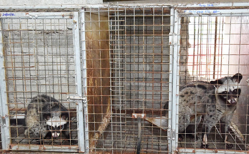 bí quyết nuôi chồn hương