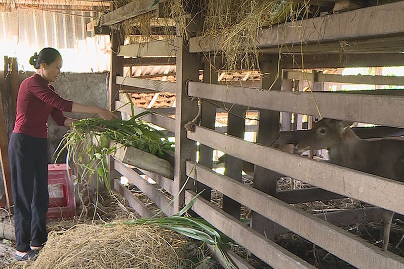 nuôi hươu trên nhà tầng