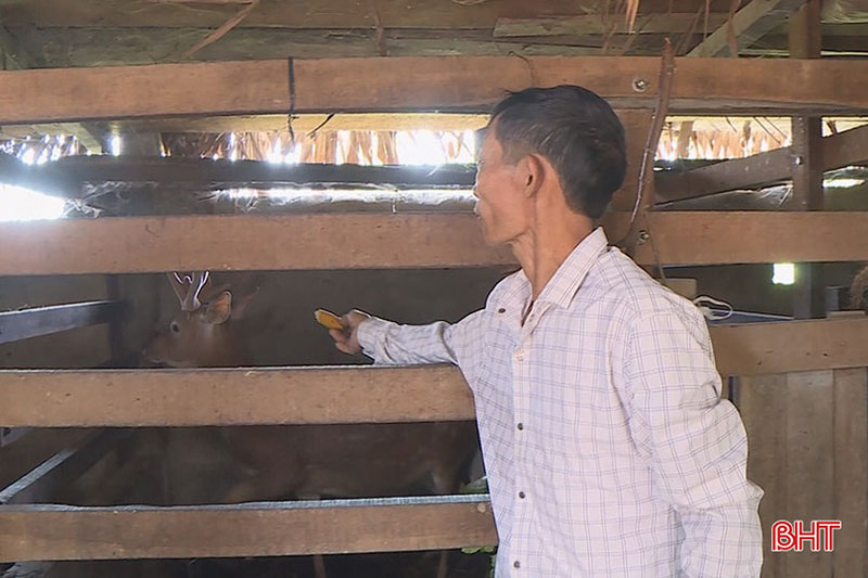 nuôi hươu trên nhà tầng