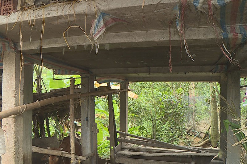 nuôi hươu trên nhà tầng