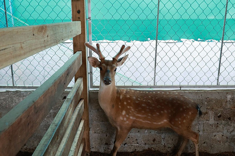 nuôi hươu trên nhà tầng