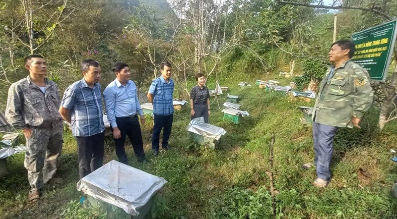 nuôi ong mật gắn với liên kết tiêu thụ