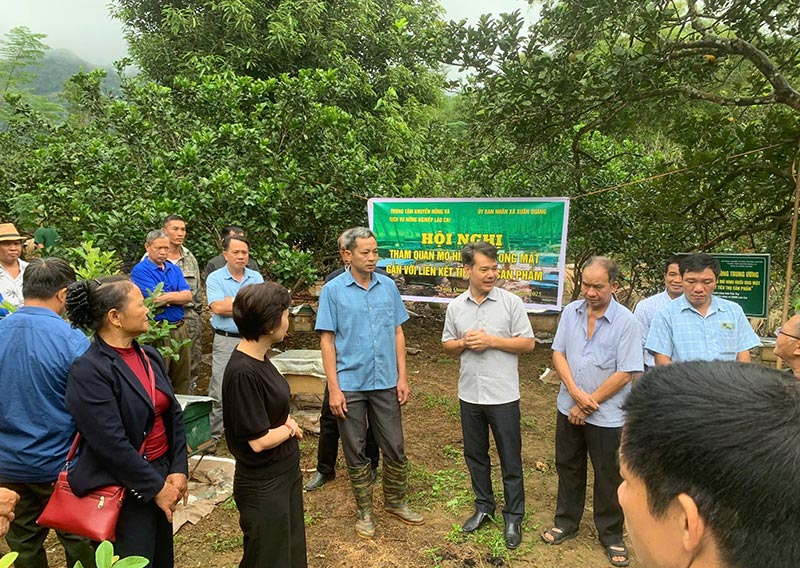 nuôi ong mật gắn với liên kết tiêu thụ