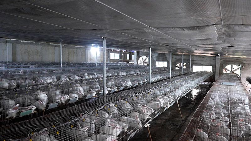 mô hình nuôi thỏ