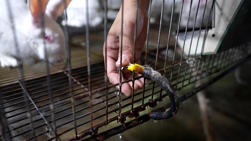 mô hình nuôi thỏ