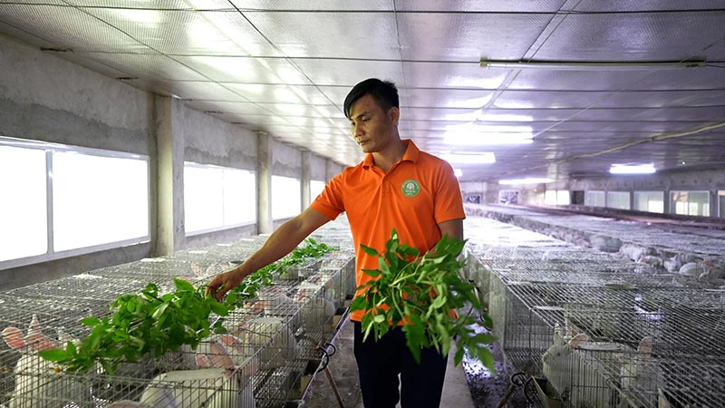 mô hình nuôi thỏ