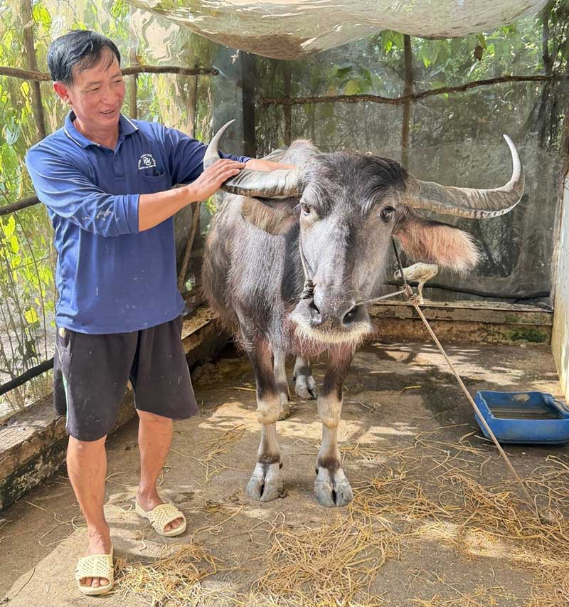 mô hình nuôi trâu