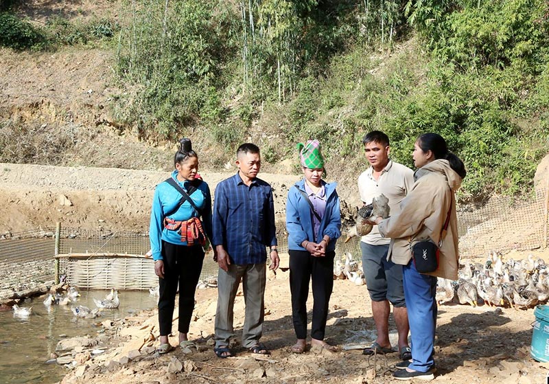 mô hình vịt cổ xanh