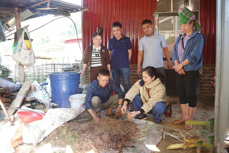 mô hình vịt cổ xanh