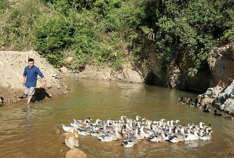 mô hình vịt cổ xanh