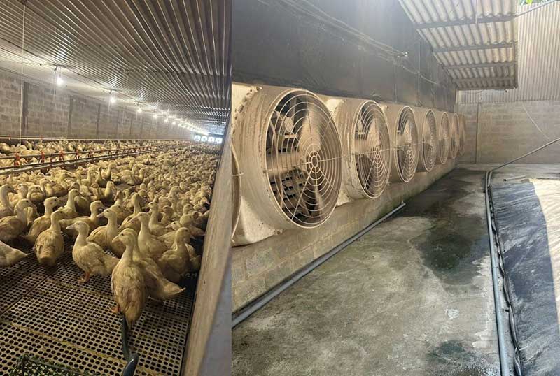 nuôi vịt gây ô nhiễm