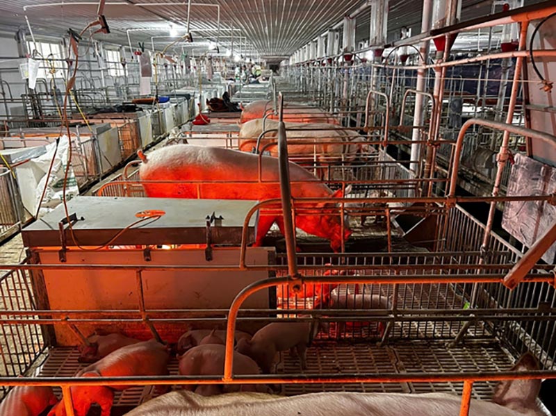 giảm stress nhiệt cho lợn