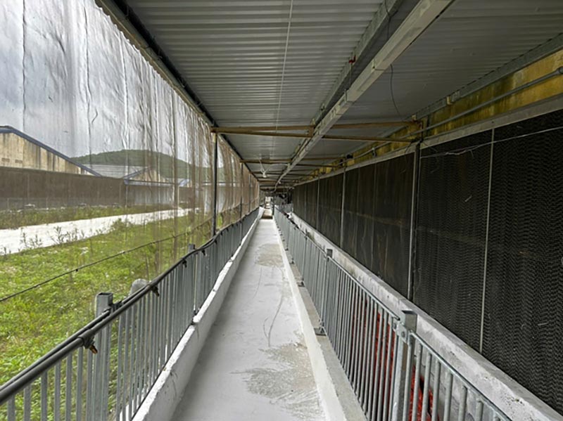 giảm stress nhiệt cho lợn