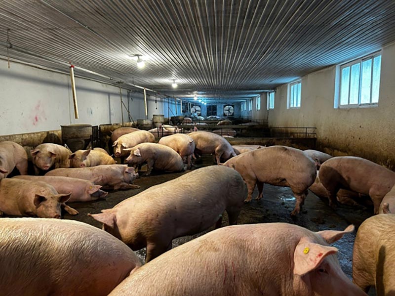 giảm stress nhiệt cho lợn