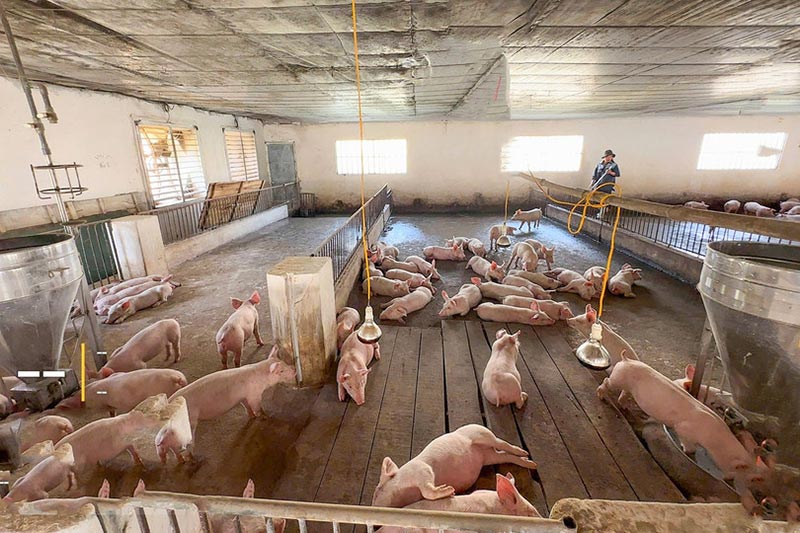 tái đàn lợn