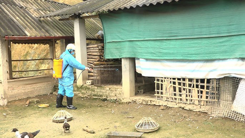 tiêu độc khử trùng môi trường chăn nuôi