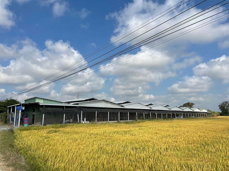 mùi hôi từ trại nuôi gà