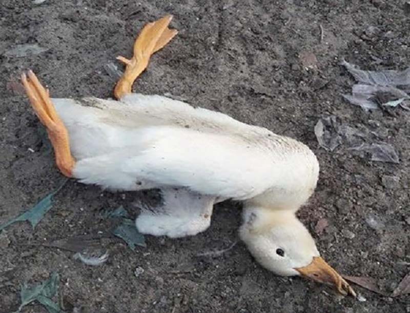 bệnh Tembusu vịt