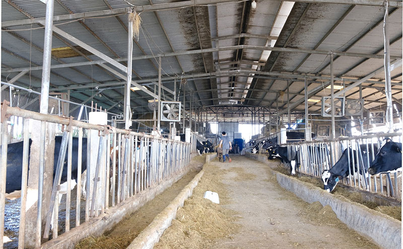 bò sữa lâm đồng