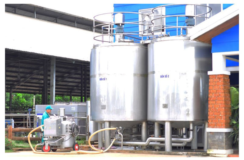 bò sữa lâm đồng