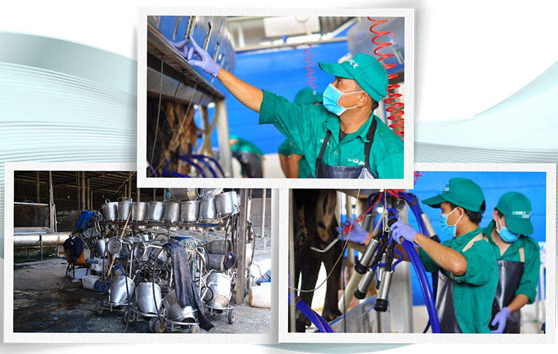 bò sữa lâm đồng