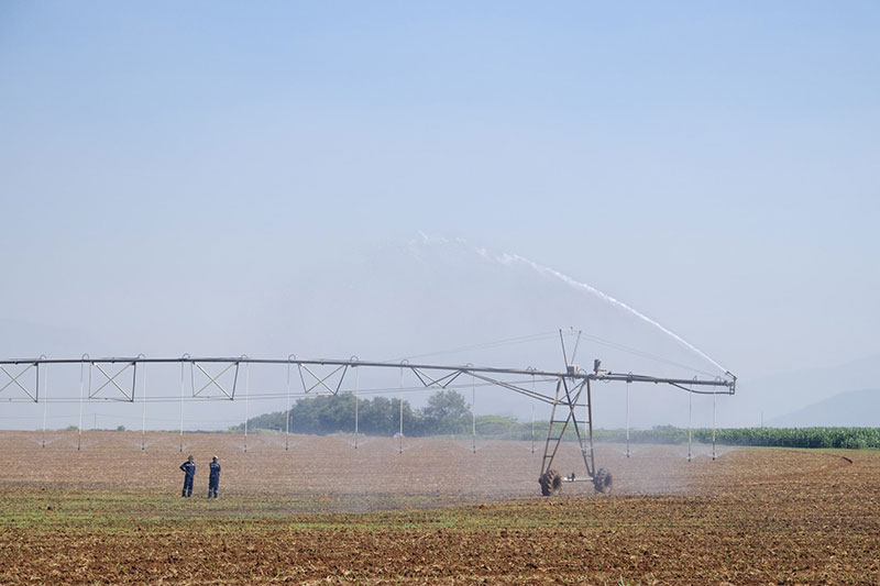 bò sữa lâm đồng