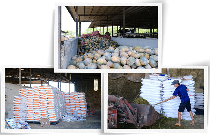 bò sữa lâm đồng