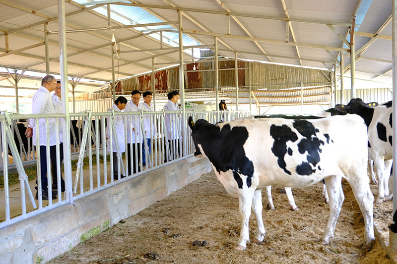 bò sữa lâm đồng