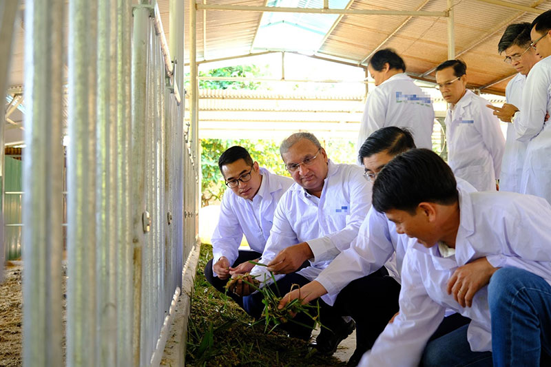 bò sữa lâm đồng