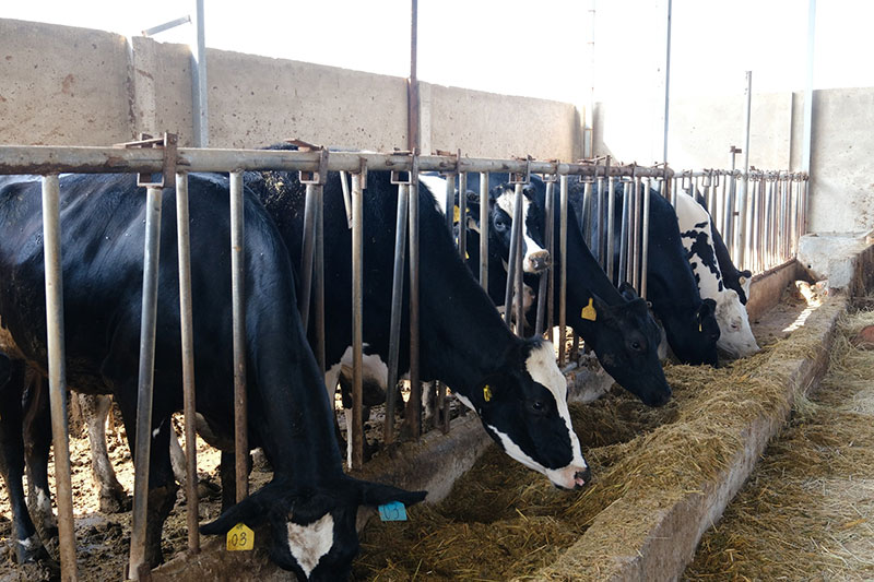 bò sữa lâm đồng