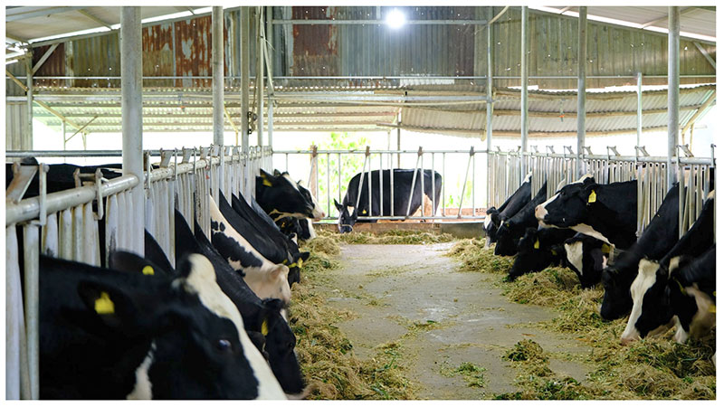 bò sữa lâm đồng