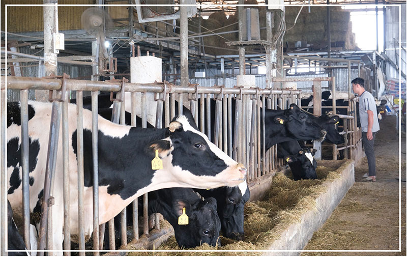 bò sữa lâm đồng