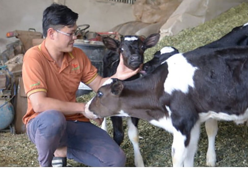 bò sữa lâm đồng