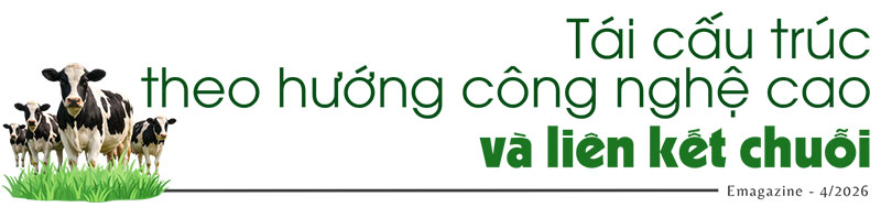 bò sữa lâm đồng