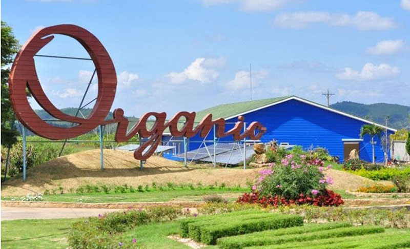 bò sữa lâm đồng