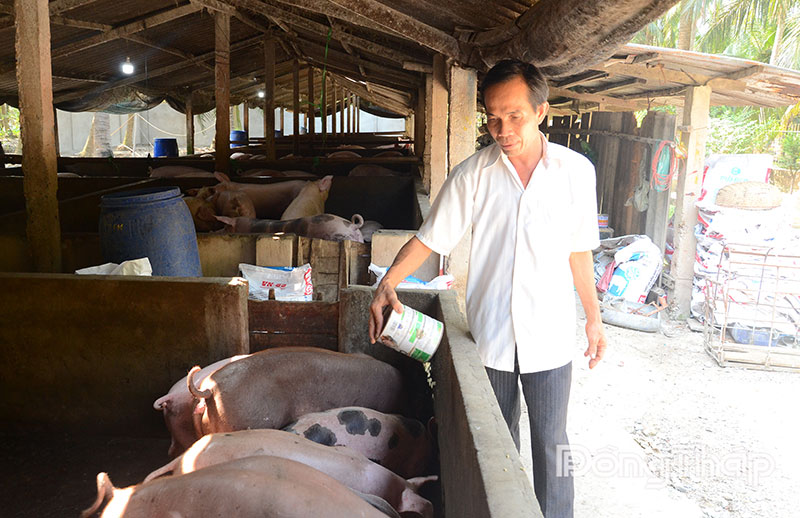 giá thức ăn chăn nuôi tăng