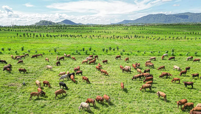 đại gia chăn nuôi