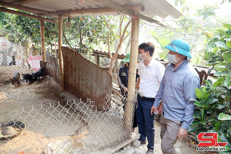 dịch tả lợn châu phi