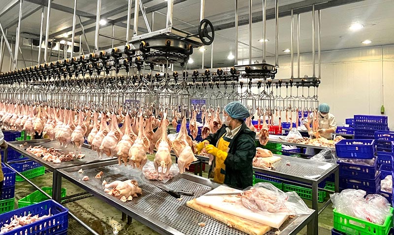 giết mổ công nghiệp