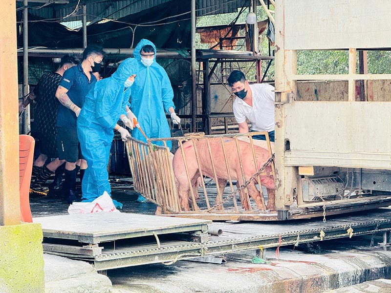 300 tấn thịt lợn nhiễm bệnh tuồn ra thị trường