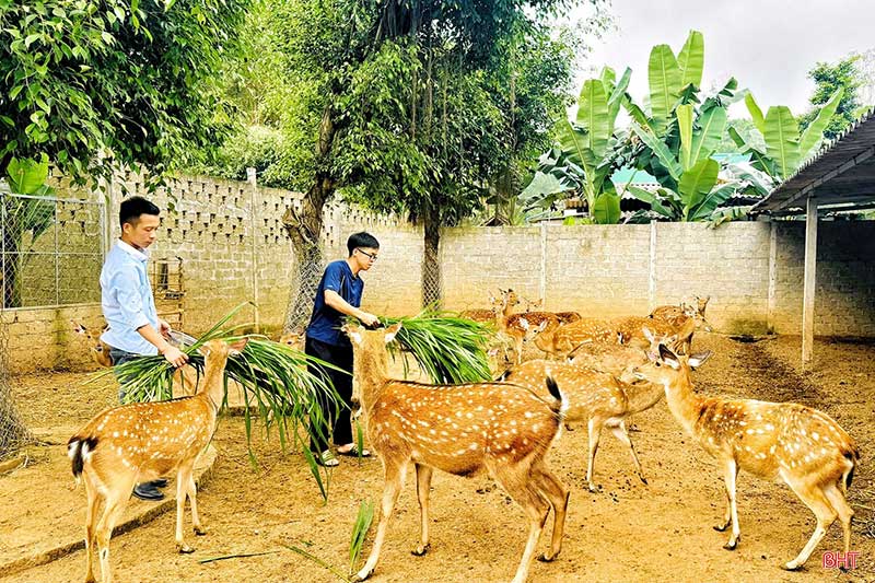 thủ phủ hươu sao