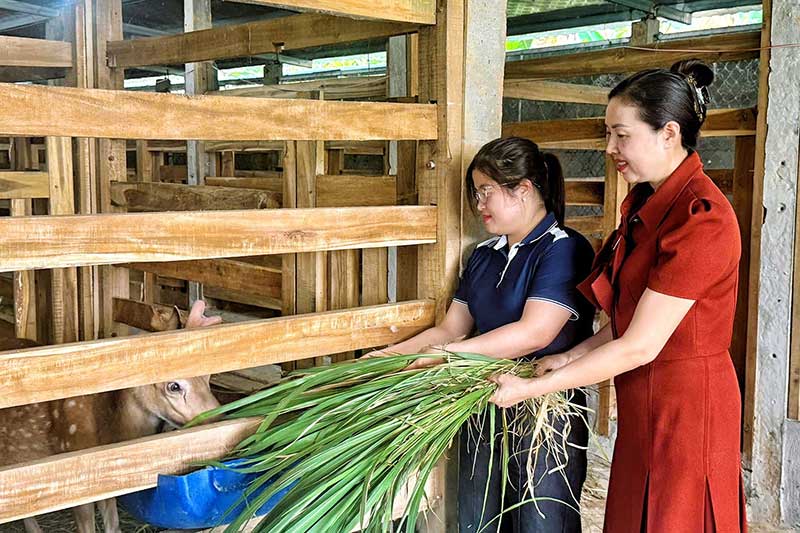 thủ phủ hươu sao