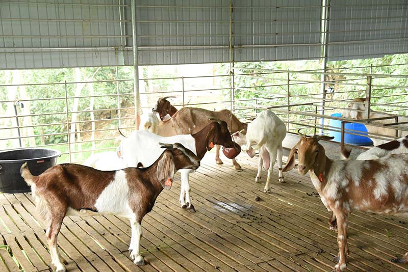 kinh tế tuần hoàn