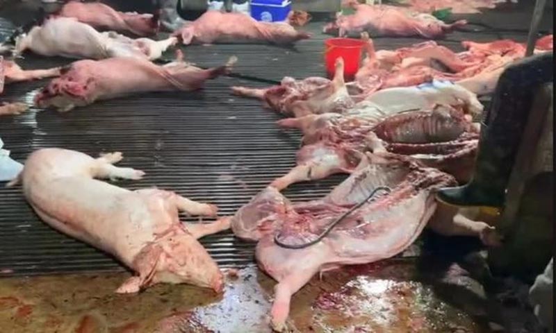 thịt lợn dịch vào bếp ăn