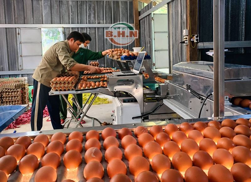 máy phân loại trứng