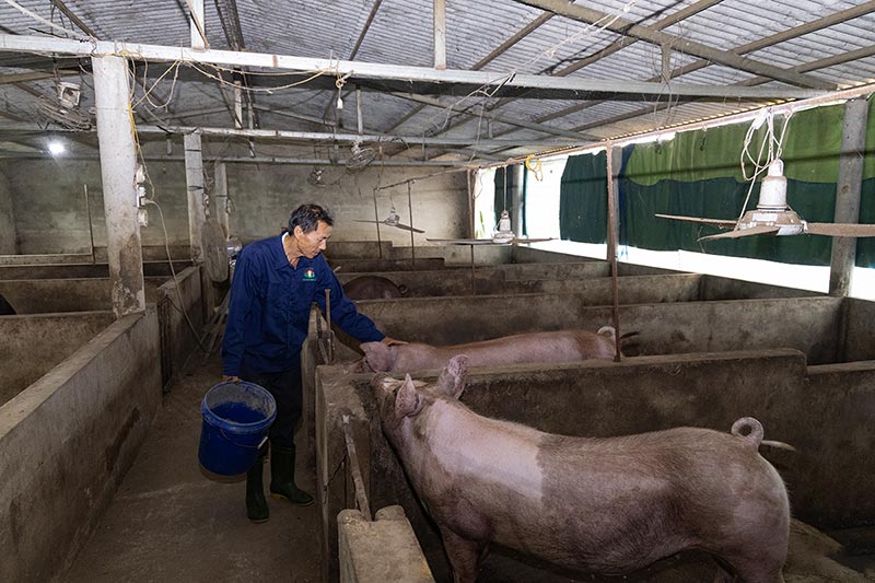 mô hình chăn nuôi quế lâm